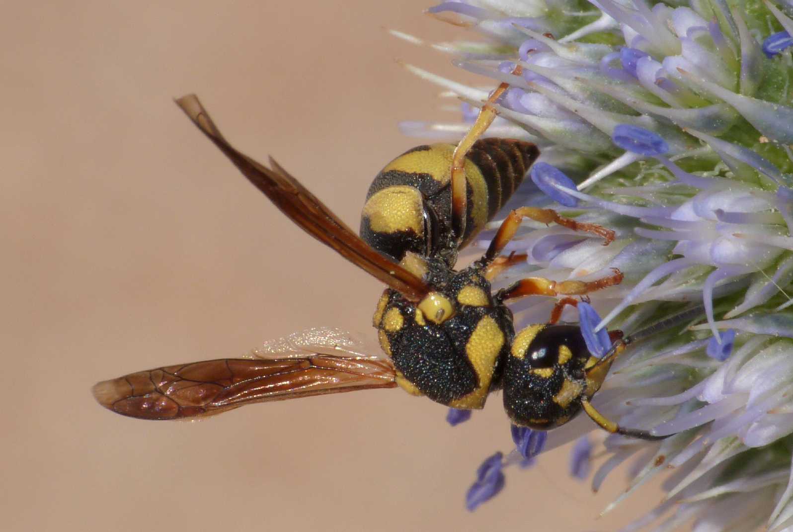 Ancistrocerus?